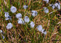 Eriophorum scheuchzeri